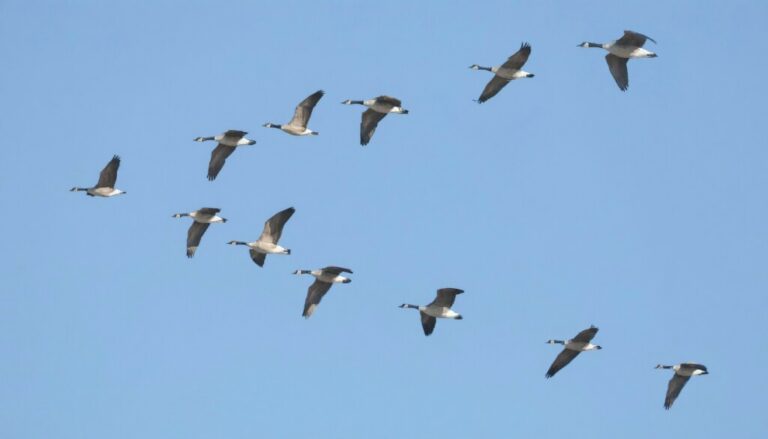 Canadian geese flying in formation