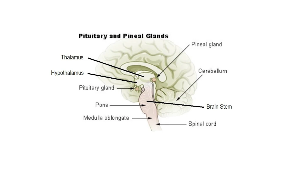 Thalamus-pituitary gland-pineal gland