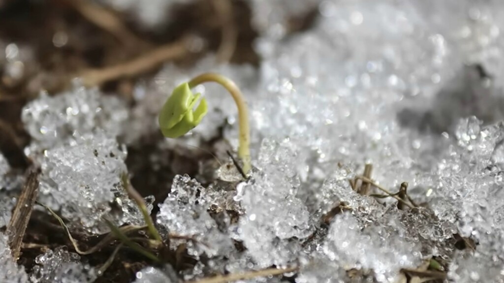 A small green sprout emerging through melting ice and soil, symbolizing life awakening after dormancy.