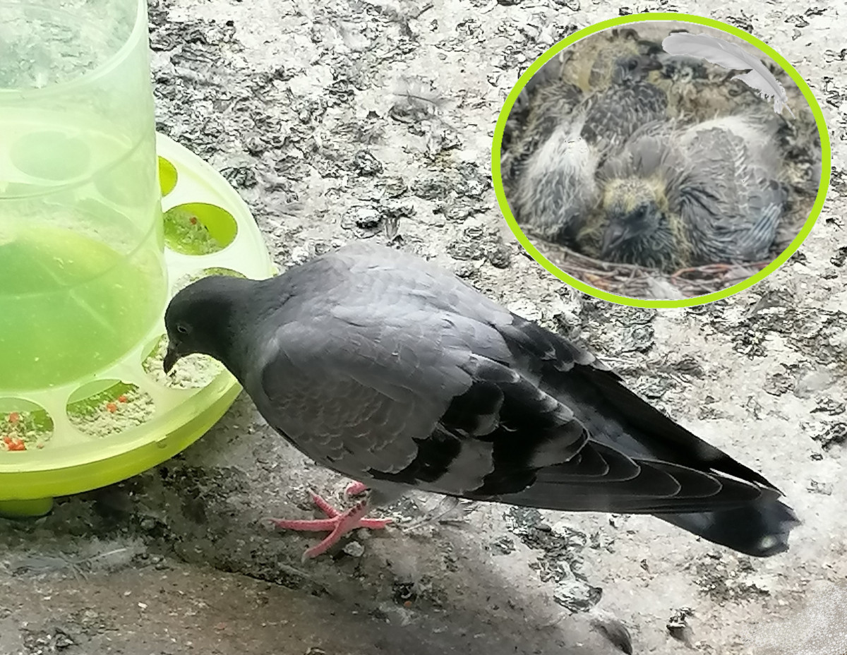 Chick to Pigeon