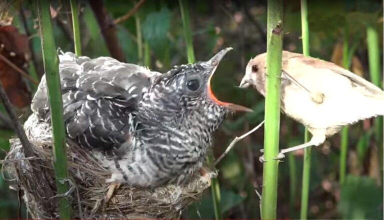 The Coup of the Cuckoo Chick