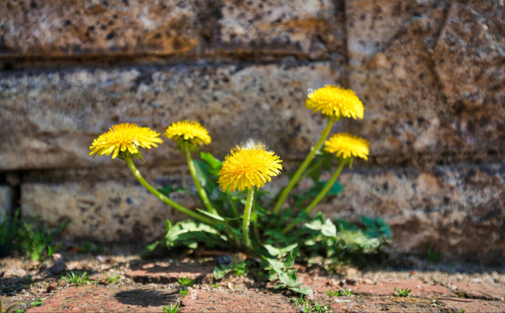A lone dandelion blooming defiantly from a crack in a stone wall, symbolizing resilience, spiritual awakening and the unstoppable force of life in the face of harsh conditions.