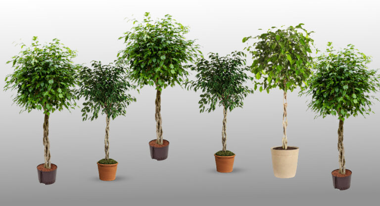 Six braided Ficus Benjamina trees in separate terracotta pots, visually entwined yet individually rooted — a metaphor for the illusion of unity without shared essence. Their missing shadows echo the unseen dimensions of self. Symbolic of zero point resonance, where true connection arises not from form but from energetic alignment.