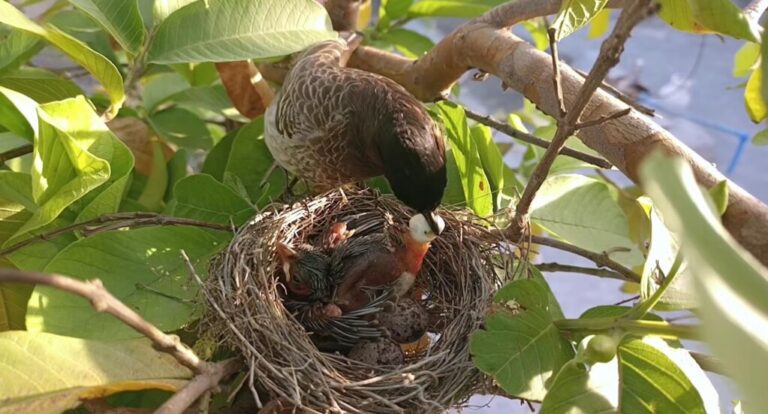 A mother bird leans into the nest to pick up a dropping from her chick, holding it gently in her beak while the chick waits. The scene shows the bird maintaining the nest’s cleanliness and order.