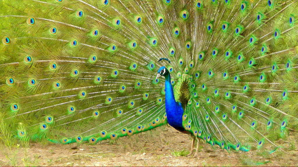 Like a Phoenix Rising from the Ashes