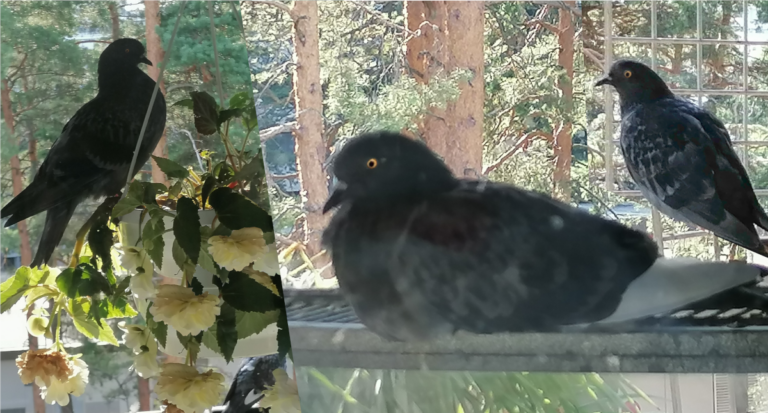 Meine Verbindung zur Natur – Galaktische Föderation auf meinem Balkon