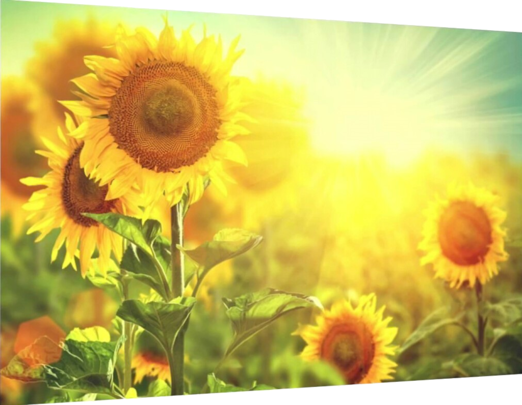 sunflowers