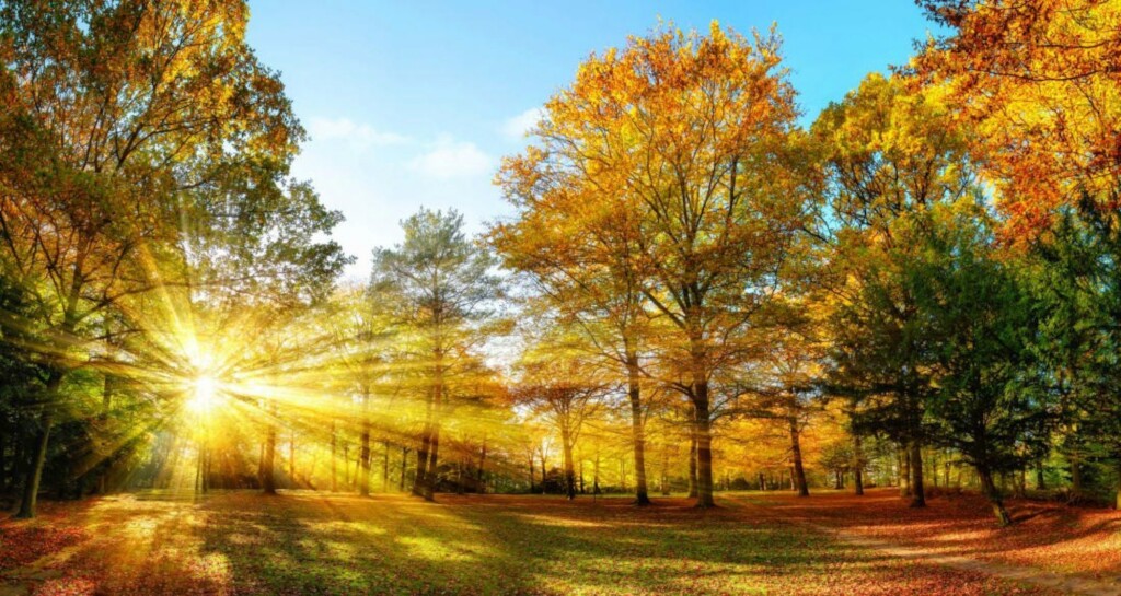 Sunlit forest trail at the October threshold, with golden foliage glowing under a clear blue sky.